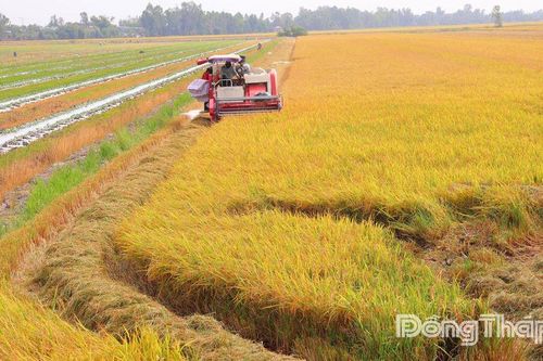 'Thuận thiên' - nền tảng cho chuyển dịch kinh tế nông nghiệp Đồng Tháp