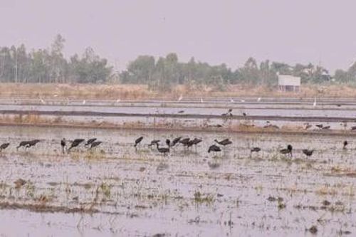 Hàng ngàn cá thể chim, cò về vùng đệm Vườn Quốc gia Tràm Chim