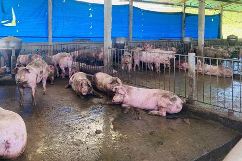 Cần xử lý các cơ sở chăn nuôi gây ô nhiễm ở Canh Vinh
