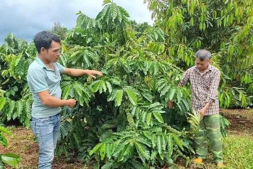 Trồng trọt bứt tốc, giữ vững trụ cột của ngành Nông nghiệp Gia Lai