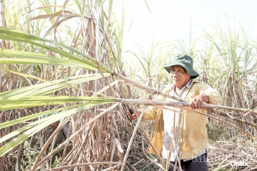 Mùa mía ngọt