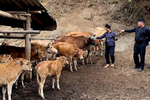 Phát triển chăn nuôi đại gia súc tập trung