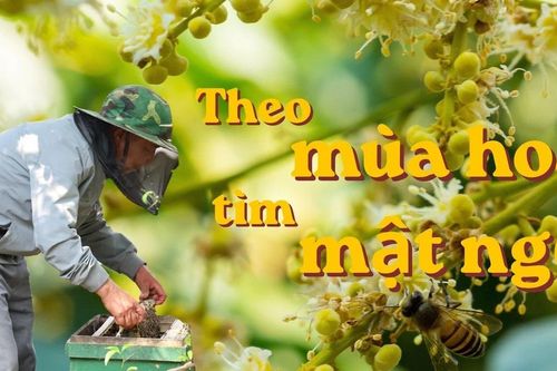 Theo mùa hoa, tìm mật ngọt