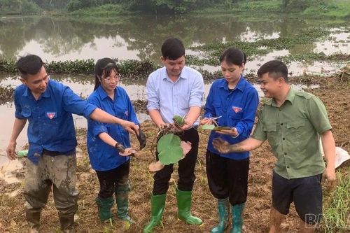 Việt Hồng trồng thử nghiệm các giống sen mới