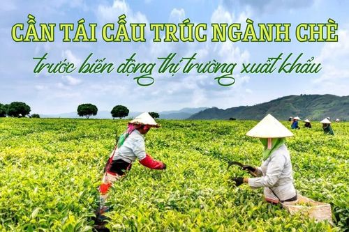 Cần tái cấu trúc ngành chè trước biến động thị trường xuất khẩu