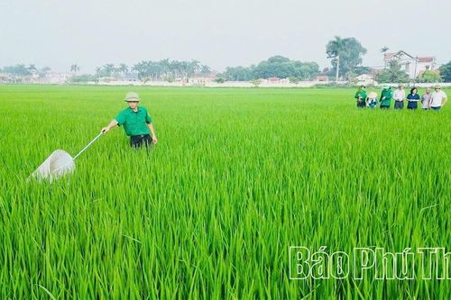 Bám sát đồng ruộng, ngăn sâu bệnh lây lan diện rộng vụ chiêm Xuân