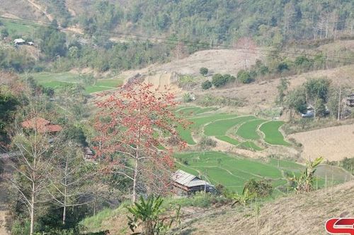 Bản làng mùa hoa gạo