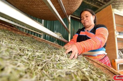 Nâng tầm giá trị cây chè vùng cao