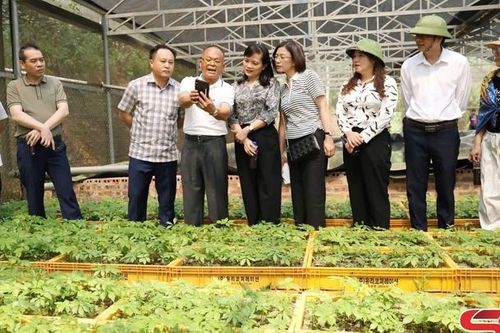 Đoàn công tác của tỉnh Lạng Sơn dâng hương Đền thờ Bác Hồ; thăm mô hình trồng sâm Ngọc Linh tại xã Mường Chanh