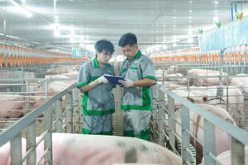 BAF: Tăng tốc chuẩn hóa, mở đường cho đột phá lợi nhuận 2026