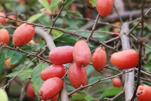Tản văn: Nhớ mùa nhót chín