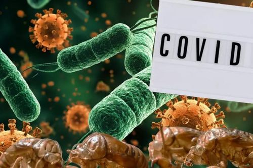 Chuyên gia kết luận về biến thể Covid-19 've sầu': Chưa đáng lo!