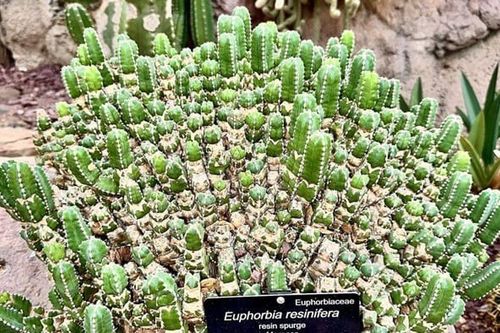 Không phải ớt, đây mới là thứ được xem là 'cay nhất thế giới'