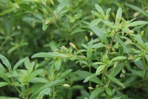Một loại rau mọc hoang khiến người ta nhăn mặt lần đầu, nhưng lần sau lại đi tìm: Từng là rau cứu đói, nay thành đặc sản