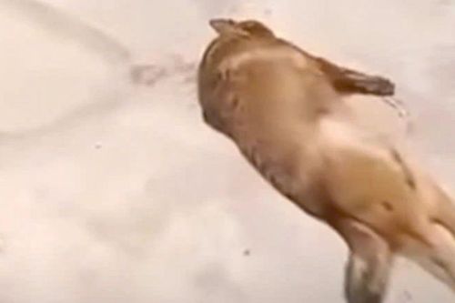 Chó becgie 40kg hung dữ tấn công cụ ông 83 tuổi tử vong: Camera ghi lại điều bất thường