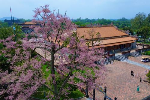 'Vương giả chi hoa' khoe sắc hồng tím trong Hoàng cung Huế