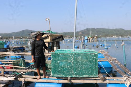 Nuôi thủy sản tự phát, 'thủ phủ tôm hùm' Đắk Lắk nhận rủi ro gấp đôi sau bão
