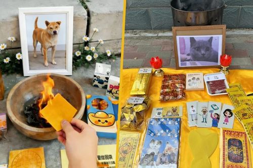 Đám tang xa xỉ cho thú cưng: Nghi lễ long trọng, đốt vàng mã có cả người hầu