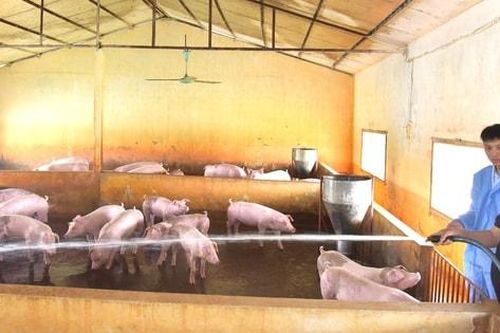 Giá thức ăn chăn nuôi tăng cao, nông dân đứng ngồi không yên