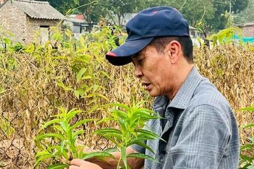 Người trồng đào 'đánh thức' những mầm xuân