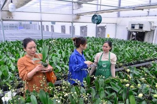 Khi nông nghiệp Hà Nội bước vào cuộc chơi công nghệ và đổi mới sáng tạo