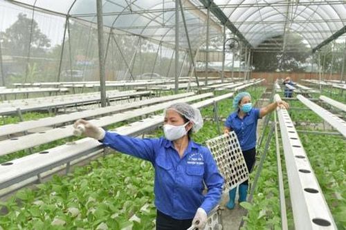 Hợp tác xã nông nghiệp Hà Nội: Chuyển mình để dẫn dắt chuỗi giá trị