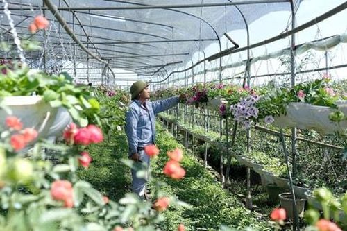 Đô thị hóa và yêu cầu tái cấu trúc nông nghiệp Thủ đô