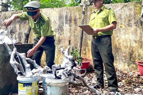 Cảnh báo nguy cơ vi phạm pháp luật từ 'cơn sốt' săn lùng cây muội hồng