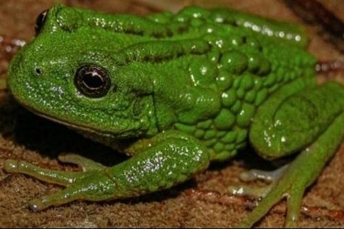 Phát hiện loài ếch cõng trứng