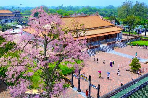 Hoa ngô đồng bung nở ở Hoàng cung Huế