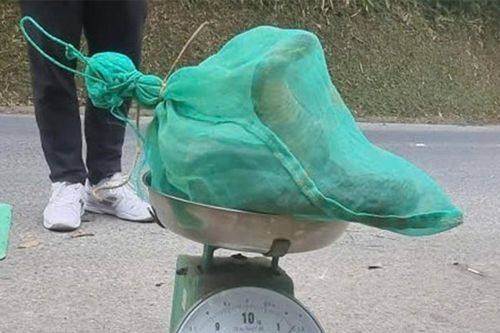 Khởi tố vụ án vận chuyển rắn hổ mang chúa trái phép ở Thái Nguyên