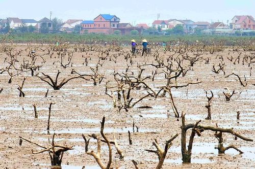 Nỗi lo rừng ngập mặn chết hàng loạt