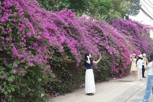 Chiêm ngưỡng 'con đường mộng mơ' giữa lòng đô thị