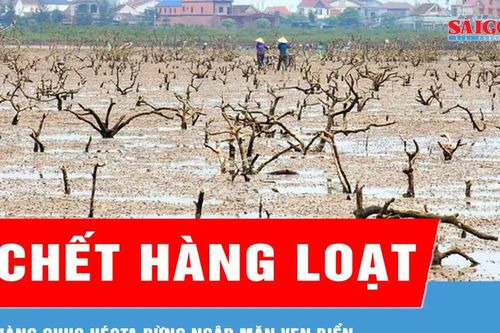 Nỗi lo rừng ngập mặn chết hàng loạt