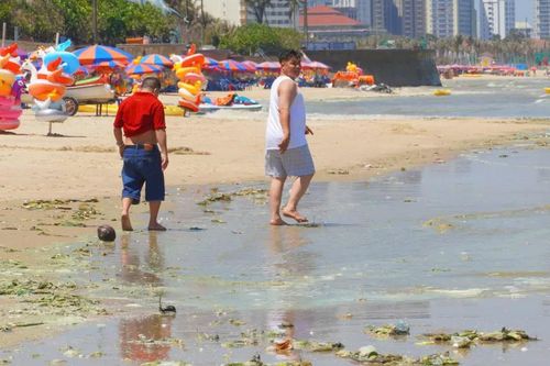 Tảo biển bủa vây nhiều bãi biển ở phía Đông TPHCM