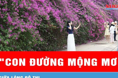 Chiêm ngưỡng 'con đường mộng mơ' giữa lòng đô thị