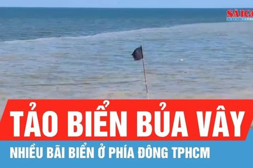 Tảo biển bủa vây nhiều bãi biển ở phía Đông TPHCM