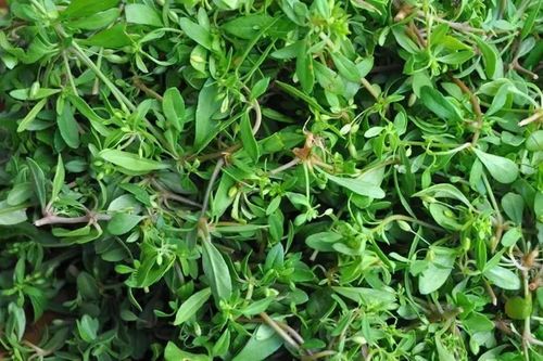 Loại rau từng bị chê nay có giá 90.000 đồng/kg, vẫn được săn lùng