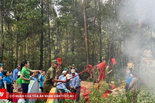 Chung tay giữ 'lá phổi xanh' rừng thông An Cựu