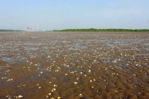 Quảng Ninh phát cảnh báo nguy cơ ngao nuôi chết hàng loạt
