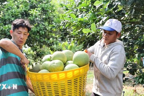 Bưởi da xanh Sông Xoài hướng đến mục tiêu xuất khẩu 5.000 tấn