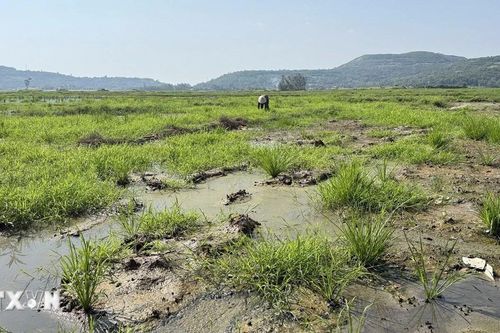 Đắk Lắk: Hàng trăm hécta đất lúa bị bỏ hoang vì nhiễm mặn nặng