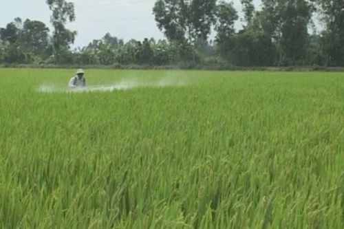 Vĩnh Long: Đẩy mạnh phát triển vùng chuyên canh lúa chất lượng cao, phát thải thấp