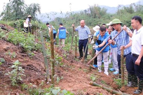 Các doanh nghiệp hỗ trợ xã Tuấn Đạo trồng tre chắn sóng, chống sạt lở bờ sông