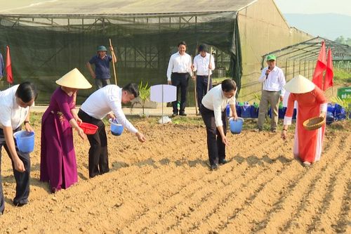 Rộn ràng Lễ hội rau Túy Loan và phiên chợ nông sản xã Hòa Vang năm 2026