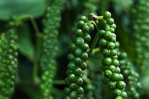 Giá tiêu hôm nay 4/4/2026: Trong nước 138.000-139.000 đồng
