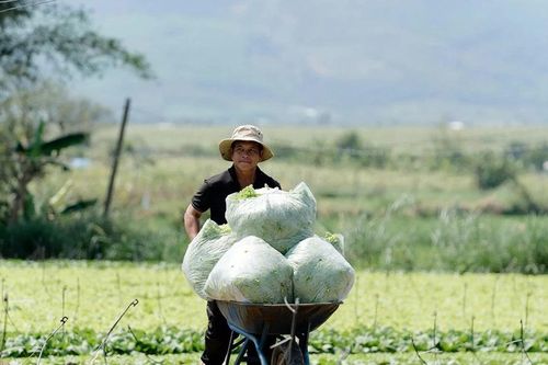 'Đòn bẩy' giúp nông dân sản xuất hiệu quả