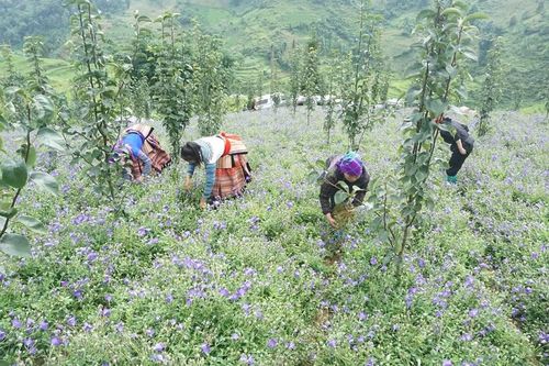 Đa dạng sinh kế nâng cao thu nhập cho người dân