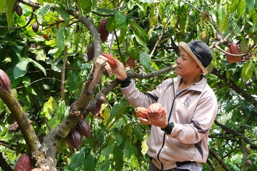 Những cá nhân tiên phong của bon làng