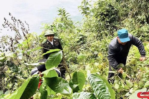 Sơn La ban hành kế hoạch trồng hơn 334 ha rừng thay thế từ nguồn kinh phí hỗ trợ ngoại tỉnh
